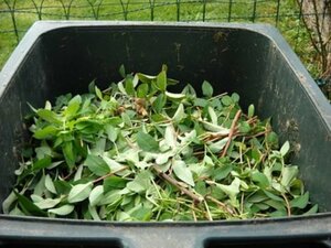 Rappel : interdiction de brûler les déchets verts